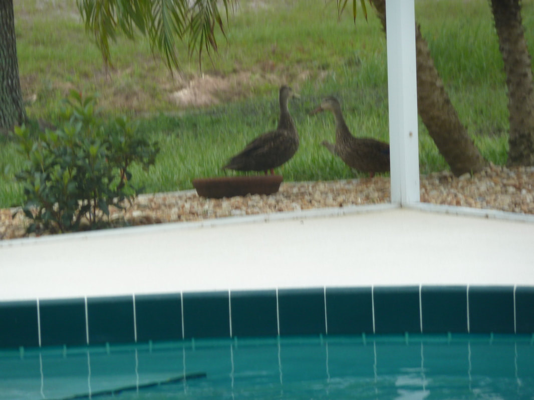 Ducks near the villa